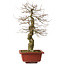 Carpinus coreana yamadori, 67 cm, ± 25 Jahre alt, mit einem Nebari von 14 cm