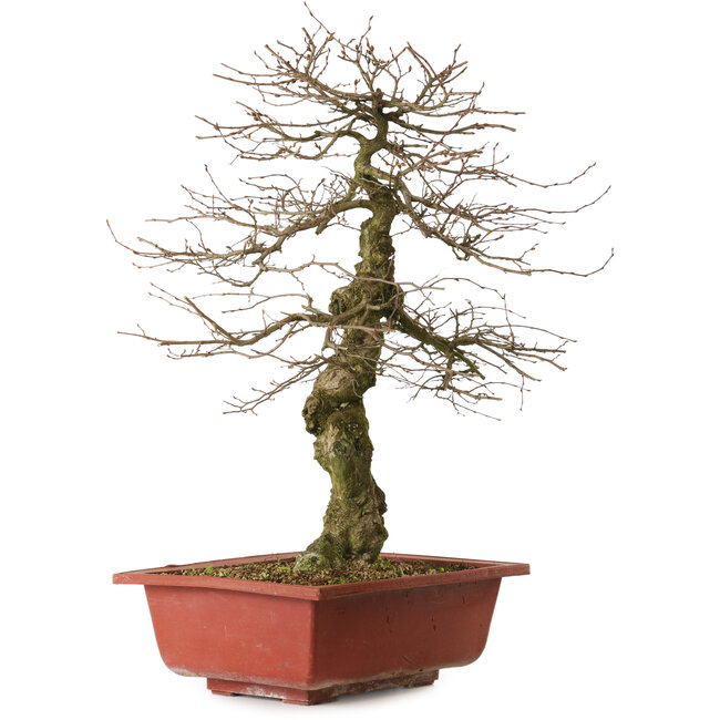 Carpinus coreana yamadori, 67 cm, ± 25 Jahre alt, mit einem Nebari von 14 cm