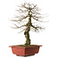 Carpinus coreana yamadori, 67 cm, ± 25 anni, con un nebari di 14 cm