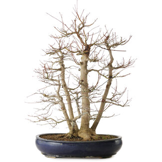 Acer palmatum, 83 cm, ± 40 años