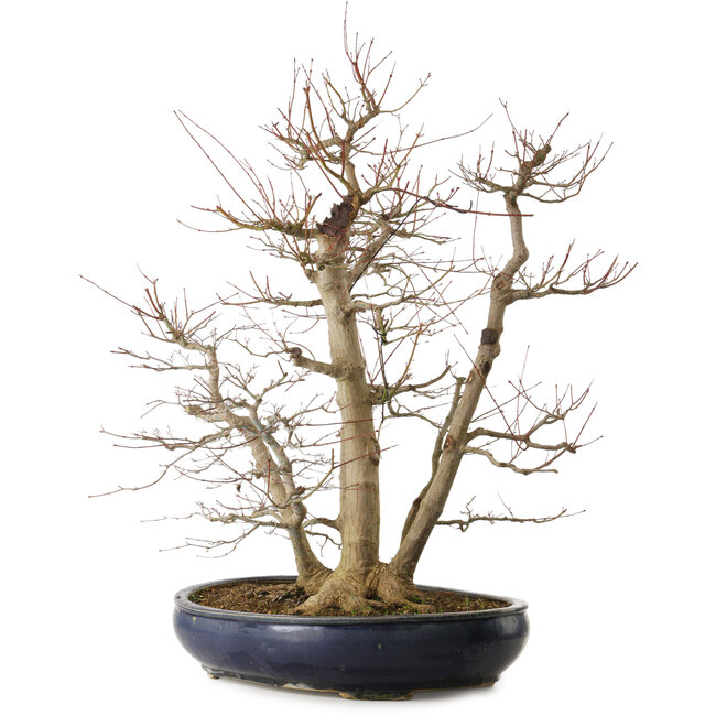 Acer palmatum, 83 cm, ± 40 jaar oud, met een nebari van 35 cm