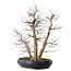 Acer palmatum, 83 cm, ± 40 years old, with a nebari of 35 cm