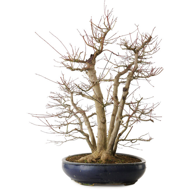 Acer palmatum, 83 cm, ± 40 años, con un nebari de 35 cm