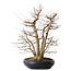 Acer palmatum, 83 cm, ± 40 ans, avec un nebari de 35 cm