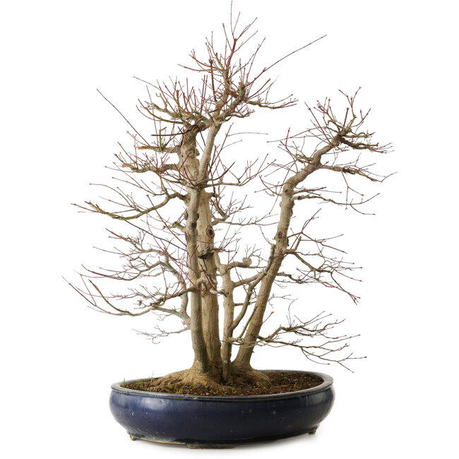 Acer palmatum, 83 cm, ± 40 anni, con un nebari di 35 cm