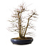 Acer palmatum, 83 cm, ± 40 anni, con un nebari di 35 cm