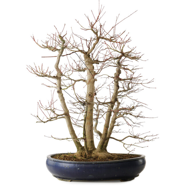 Acer palmatum, 83 cm, ± 40 jaar oud, met een nebari van 35 cm
