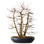 Acer palmatum, 83 cm, ± 40 jaar oud, met een nebari van 35 cm
