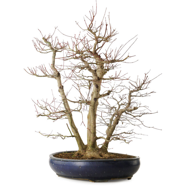 Acer palmatum, 83 cm, ± 40 anni, con un nebari di 35 cm
