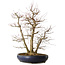 Acer palmatum, 83 cm, ± 40 jaar oud, met een nebari van 35 cm