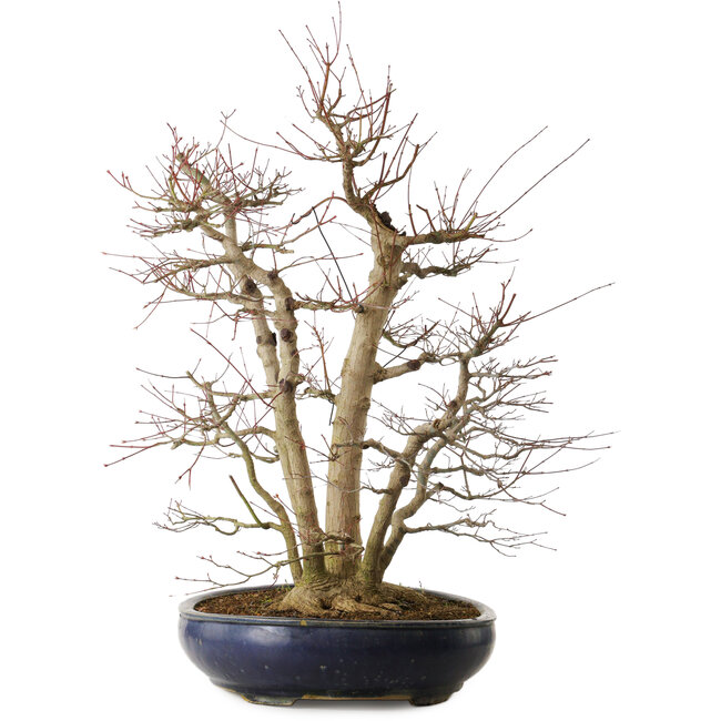 Acer palmatum, 83 cm, ca. 40 Jahre alt, mit einem Wurzelhals von 35 cm