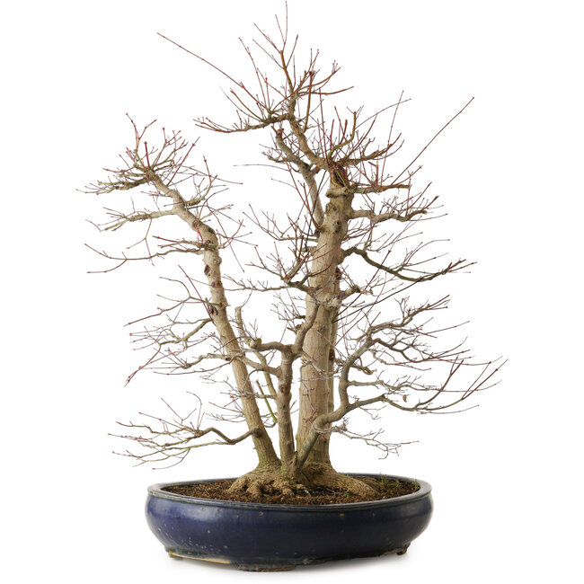 Acer palmatum, 83 cm, ± 40 years old, with a nebari of 35 cm