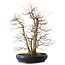 Acer palmatum, 83 cm, ± 40 anni, con un nebari di 35 cm