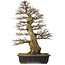 Carpinus coreana yamadori, 94 cm, ± 40 anni, con un nebari di 26 cm