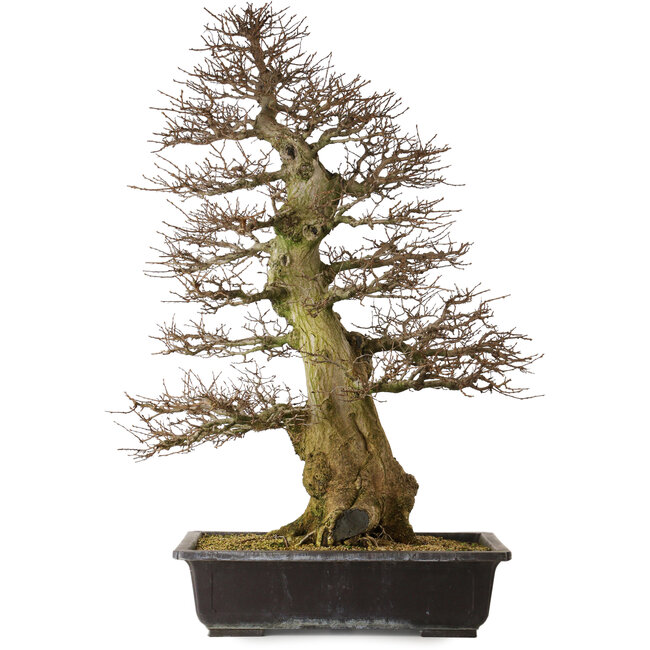 Carpinus coreana yamadori, 94 cm, ± 40 jaar oud, met een nebari van 26 cm