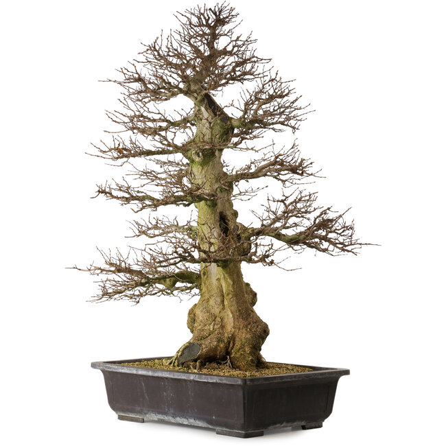 Carpinus coreana yamadori, 94 cm, ± 40 years old, with a nebari of 26 cm