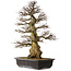 Carpinus coreana yamadori, 94 cm, ± 40 years old, with a nebari of 26 cm