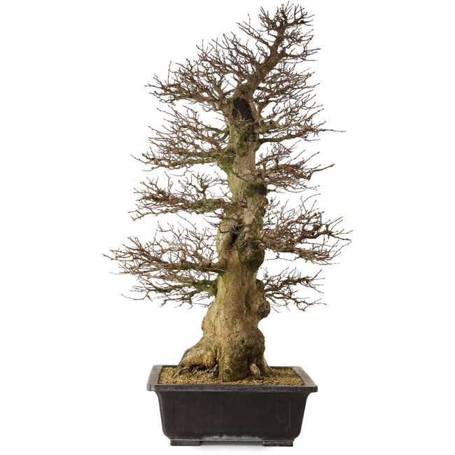 Carpinus coreana yamadori, 94 cm, ± 40 años, con un nebari de 26 cm