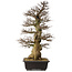 Carpinus coreana yamadori, 94 cm, ± 40 años, con un nebari de 26 cm