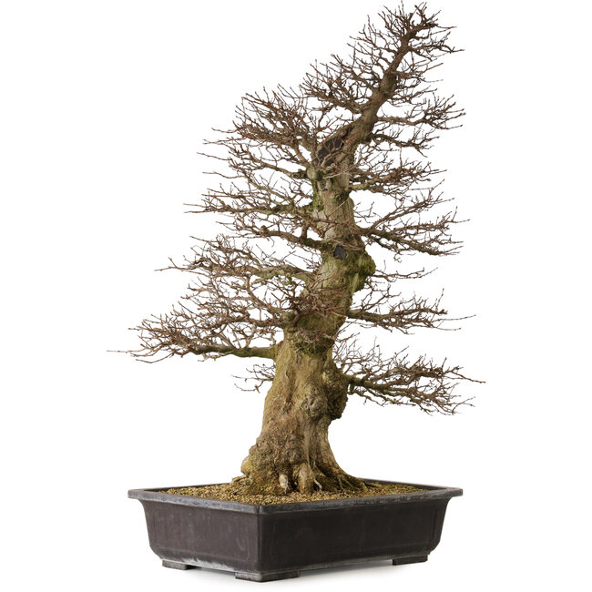 Carpinus coreana yamadori, 94 cm, ± 40 Jahre alt, mit einem Nebari von 26 cm