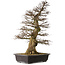 Carpinus coreana yamadori, 94 cm, ± 40 ans, avec un nebari de 26 cm