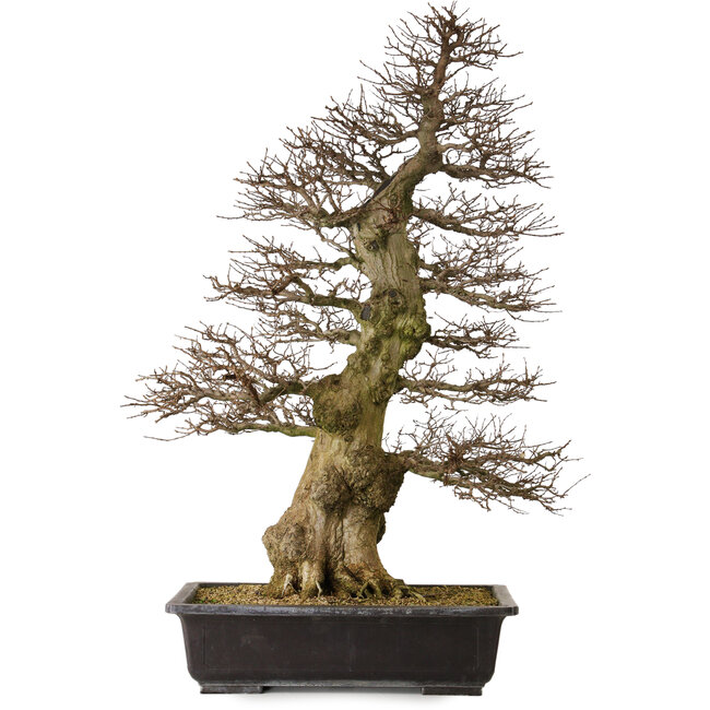 Carpinus coreana yamadori, 94 cm, ± 40 anni, con un nebari di 26 cm