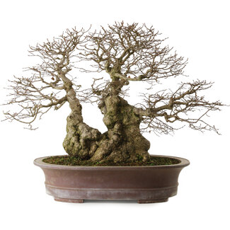 Carpinus coreana yamadori, 42 cm, ± 50 years old