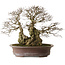 Carpinus coreana yamadori, 42 cm, ± 50 jaar oud, met een nebari van 30 cm
