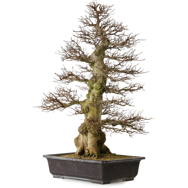 Carpinus coreana yamadori, 94 cm, ± 40 años, con un nebari de 26 cm