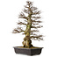 Carpinus coreana yamadori, 94 cm, ± 40 years old, with a nebari of 26 cm