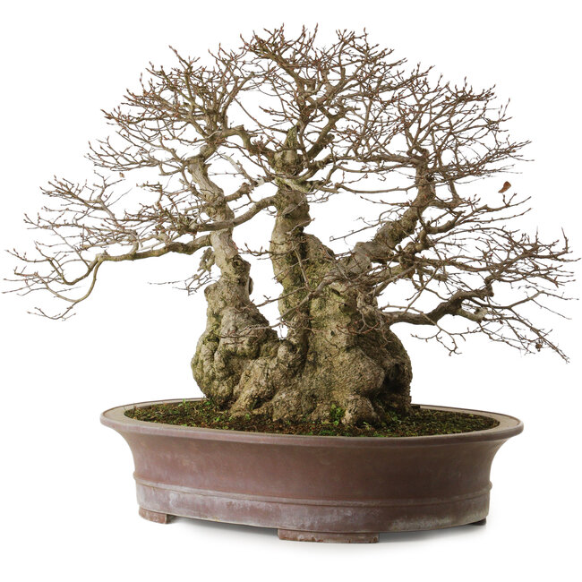 Carpinus coreana yamadori, 42 cm, ± 50 ans, avec un nebari de 30 cm