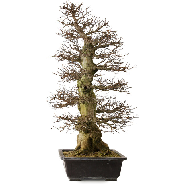 Carpinus coreana yamadori, 94 cm, ± 40 ans, avec un nebari de 26 cm