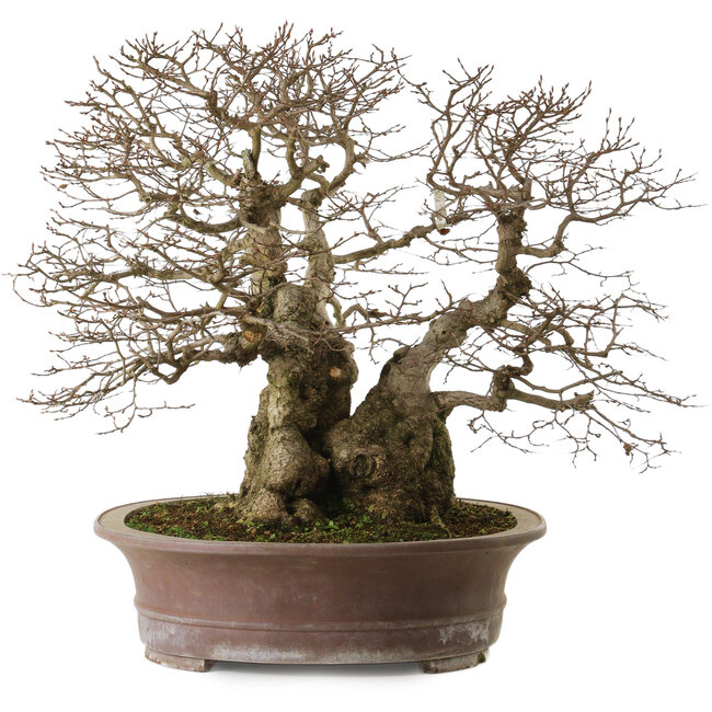 Carpinus coreana yamadori, 42 cm, ± 50 Jahre alt, mit einem Nebari von 30 cm