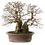 Carpinus coreana yamadori, 42 cm, ± 50 anni, con un nebari di 30 cm