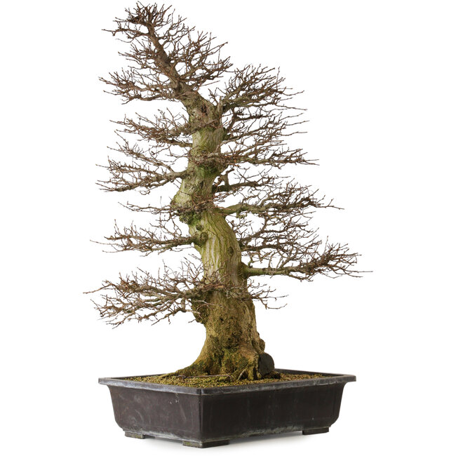 Carpinus coreana yamadori, 94 cm, ± 40 años, con un nebari de 26 cm