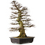 Carpinus coreana yamadori, 94 cm, ± 40 años, con un nebari de 26 cm