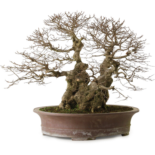 Carpinus coreana yamadori, 42 cm, ± 50 jaar oud, met een nebari van 30 cm
