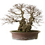 Carpinus coreana yamadori, 42 cm, ± 50 years old, with a nebari of 30 cm