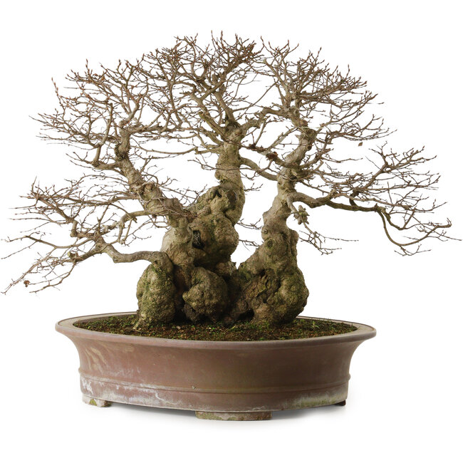 Carpinus coreana yamadori, 42 cm, ± 50 Jahre alt, mit einem Nebari von 30 cm