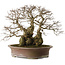 Carpinus coreana yamadori, 42 cm, ± 50 jaar oud, met een nebari van 30 cm