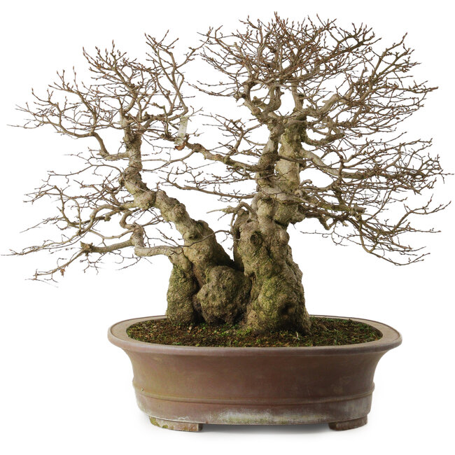 Carpinus coreana yamadori, 42 cm, ± 50 jaar oud, met een nebari van 30 cm