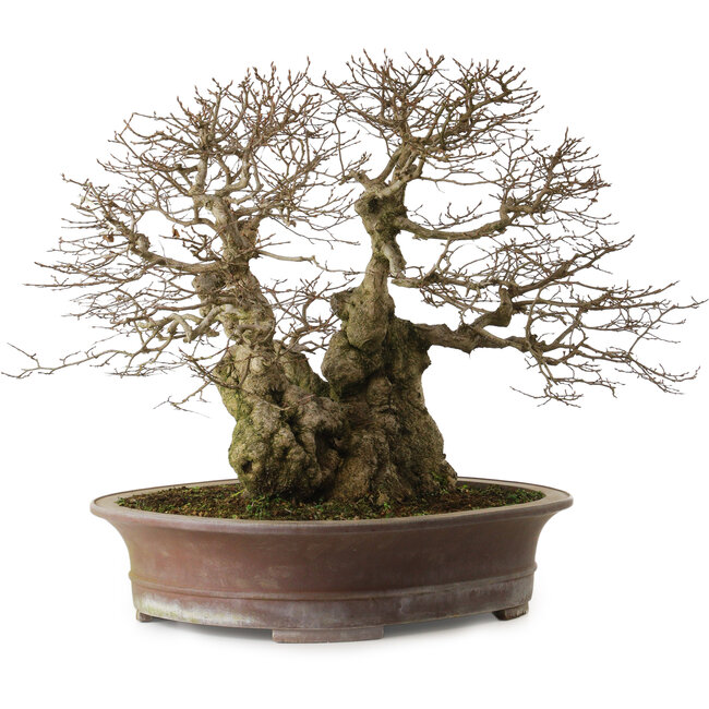 Carpinus coreana yamadori, 42 cm, ± 50 años, con un nebari de 30 cm