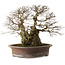 Carpinus coreana yamadori, 42 cm, ± 50 jaar oud, met een nebari van 30 cm