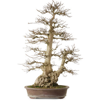 Carpinus coreana yamadori, 90 cm, ± 50 años