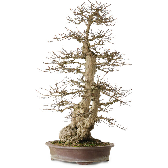Carpinus coreana yamadori, 90 cm, ± 50 años, con un nebari de 32 cm