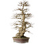 Carpinus coreana yamadori, 90 cm, ± 50 years old, with a nebari of 32 cm