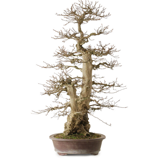 Carpinus coreana yamadori, 90 cm, ± 50 jaar oud, met een nebari van 32 cm