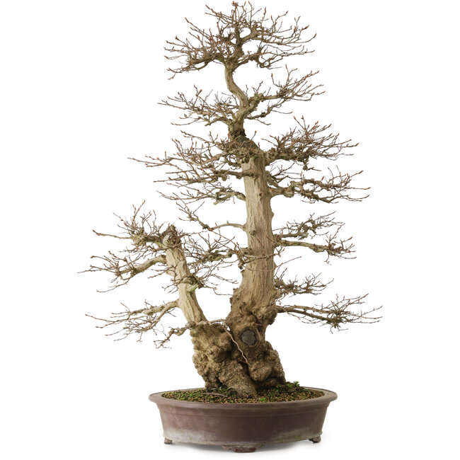 Carpinus coreana yamadori, 90 cm, ± 50 anni, con un nebari di 32 cm