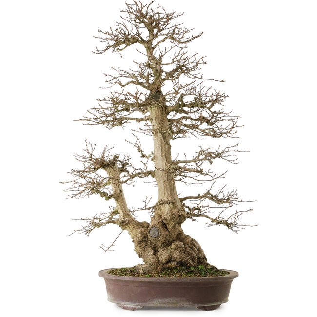 Carpinus coreana yamadori, 90 cm, ± 50 ans, avec un nebari de 32 cm