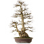 Carpinus coreana yamadori, 90 cm, ± 50 Jahre alt, mit einem Nebari von 32 cm